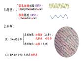 2.5核酸是遗传信息的携带者 课件高中人教版生物必修一