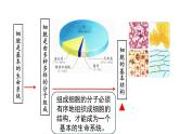 3.1细胞膜的结构与功能第1课时 课件高中人教版生物必修一
