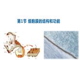 3.1细胞膜的结构与功能第1课时 课件高中人教版生物必修一