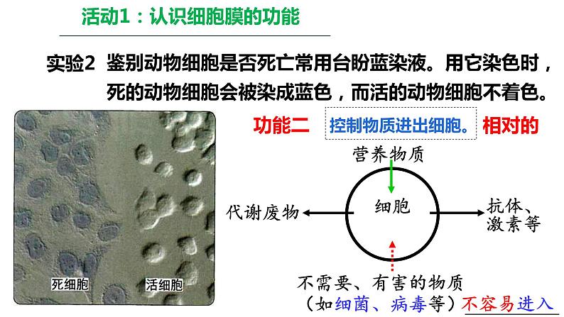 3.1细胞膜的结构与功能第1课时 课件高中人教版生物必修一07