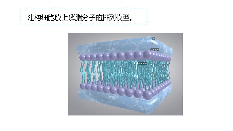 3.1细胞膜的结构与功能第2课时 课件高中人教版生物必修一第2页