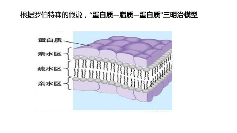 3.1细胞膜的结构与功能第2课时 课件高中人教版生物必修一第8页