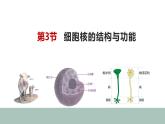 3.3细胞核的结构与功能 课件高中人教版生物必修一