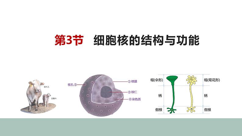 3.3细胞核的结构与功能 课件高中人教版生物必修一第1页