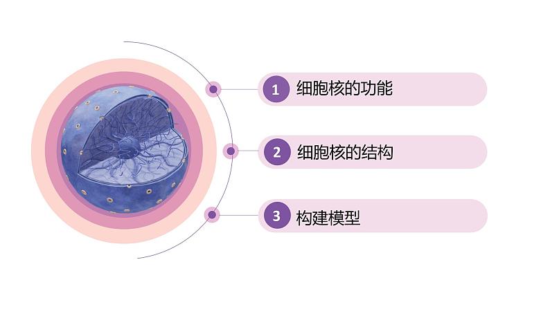 3.3细胞核的结构与功能 课件高中人教版生物必修一第3页