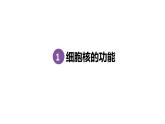 3.3细胞核的结构与功能 课件高中人教版生物必修一