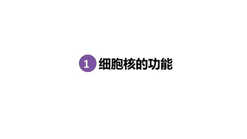 3.3细胞核的结构与功能 课件高中人教版生物必修一第4页