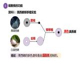 3.3细胞核的结构与功能 课件高中人教版生物必修一