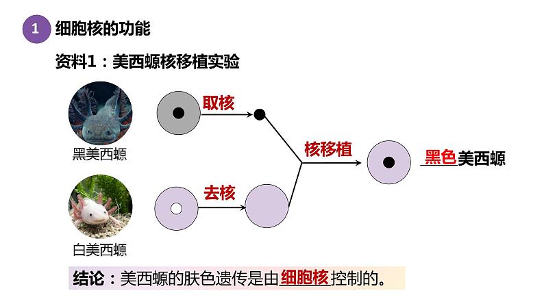 3.3细胞核的结构与功能 课件高中人教版生物必修一第5页