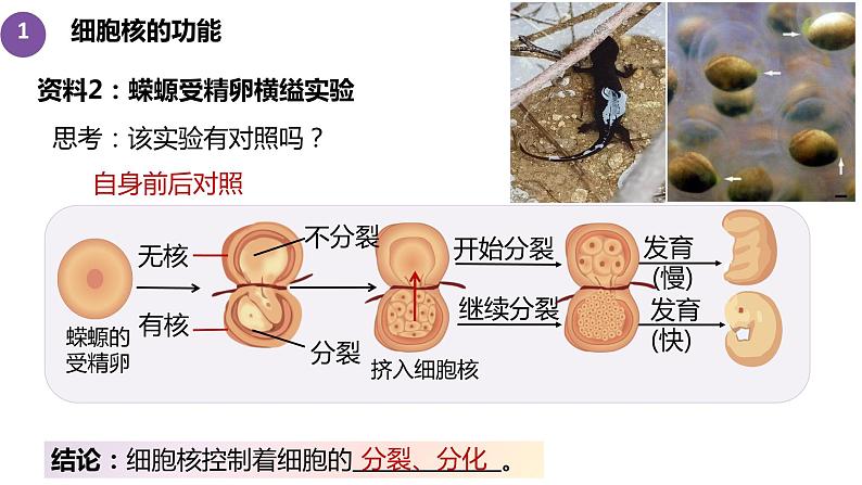 3.3细胞核的结构与功能 课件高中人教版生物必修一第6页