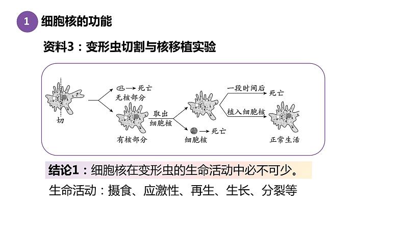 3.3细胞核的结构与功能 课件高中人教版生物必修一第7页