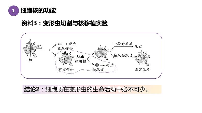 3.3细胞核的结构与功能 课件高中人教版生物必修一第8页