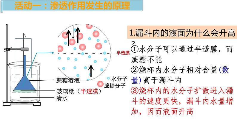 4.1被动运输第1课时 课件高中人教版生物必修一第3页