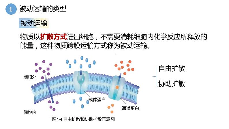 4.1被动运输第2课时 课件高中人教版生物必修一06