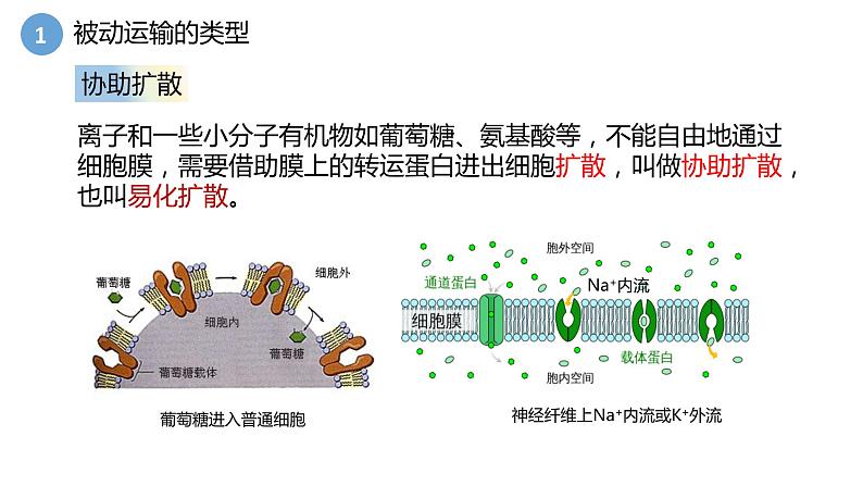 4.1被动运输第2课时 课件高中人教版生物必修一08