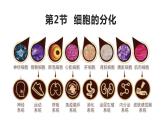6.2细胞的分化 课件高中人教版生物必修一