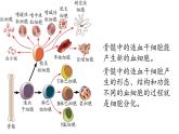 6.2细胞的分化 课件高中人教版生物必修一