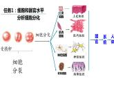 6.2细胞的分化 课件高中人教版生物必修一