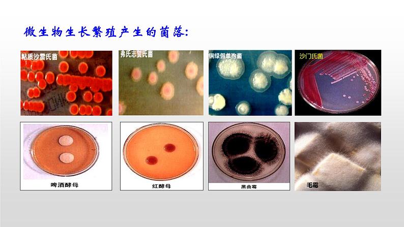 1.2微生物的培养技术及应用（1）  课件人教版高中生物选修三ppt06