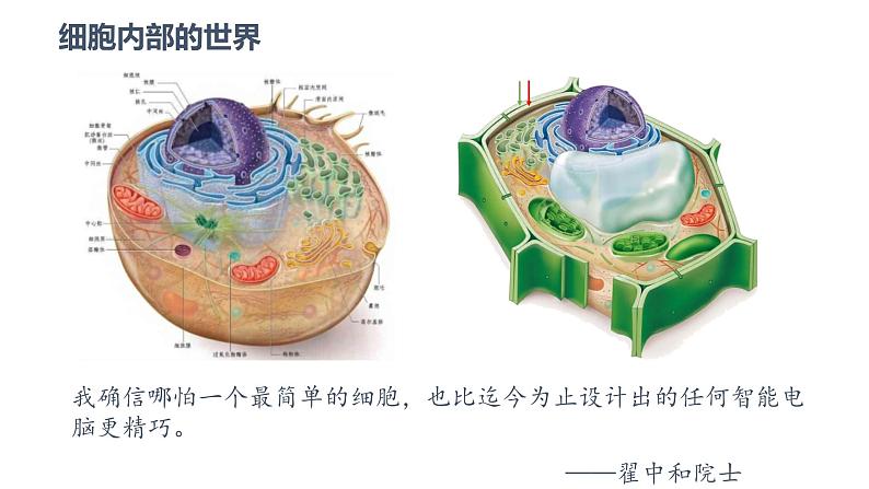 3.2细胞器的分工与合作1 课件高中人教版生物必修一第4页