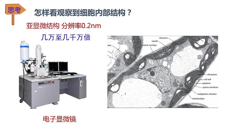 3.2细胞器的分工与合作1 课件高中人教版生物必修一第7页