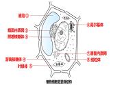 3.2细胞器的分工与合作2 课件高中人教版生物必修一