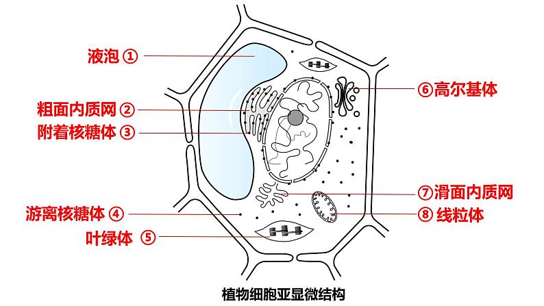 3.2细胞器的分工与合作2 课件高中人教版生物必修一02