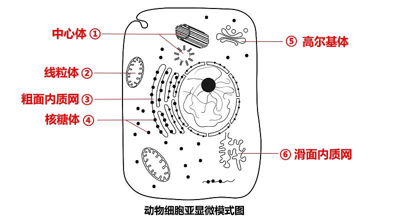 3.2细胞器的分工与合作2 课件高中人教版生物必修一03