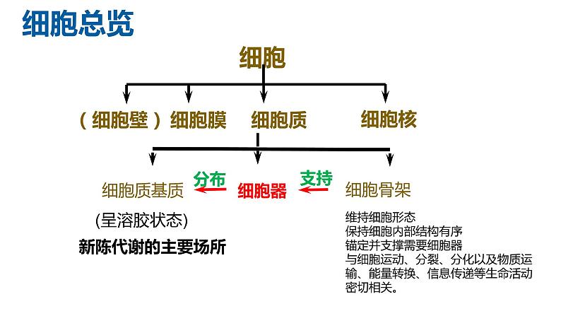 3.2细胞器的分工与合作2 课件高中人教版生物必修一04