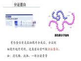 3.2细胞器的分工与合作2 课件高中人教版生物必修一