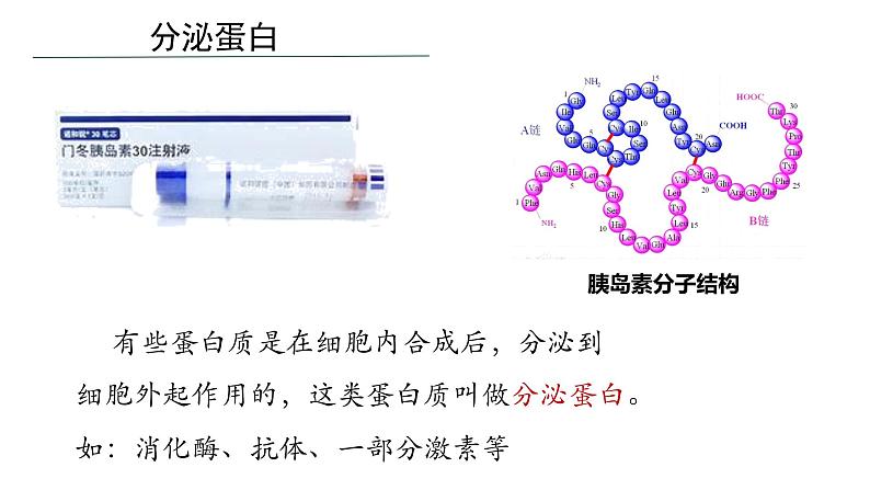 3.2细胞器的分工与合作2 课件高中人教版生物必修一05