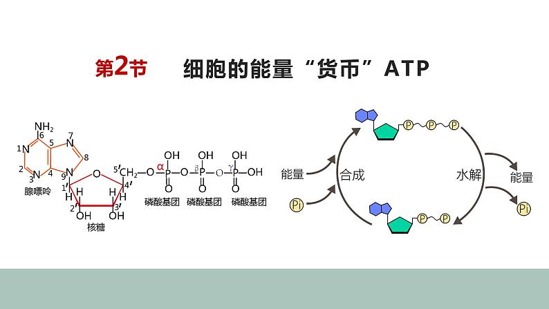 5.2细胞中的能量“货币”ATP 课件高中人教版生物必修一02