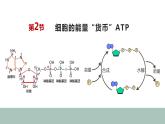 5.2细胞中的能量“货币”ATP 课件高中人教版生物必修一