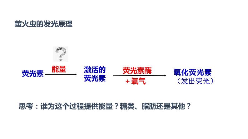 5.2细胞中的能量“货币”ATP 课件高中人教版生物必修一05