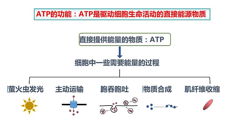 5.2细胞中的能量“货币”ATP 课件高中人教版生物必修一08