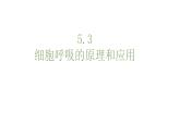 5.3细胞呼吸原理的应用 课件高中人教版生物必修一
