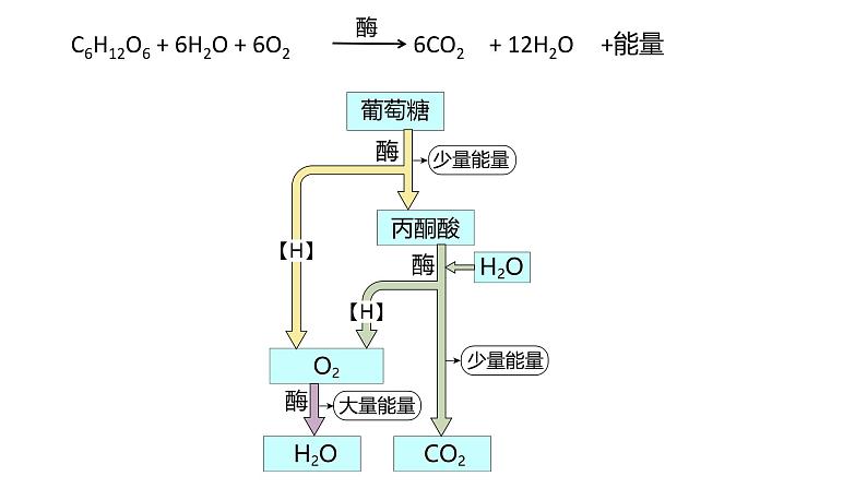 5.3细胞呼吸原理的应用 课件高中人教版生物必修一第2页