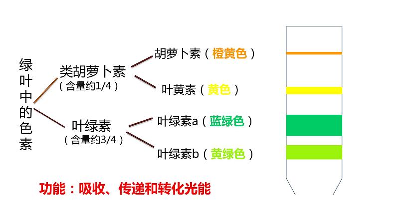 5.4光合作用第2课时 课件高中人教版生物必修一01