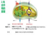 5.4光合作用第3课时 课件高中人教版生物必修一