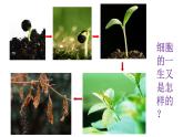 6.1细胞增殖 课件高中人教版生物必修一