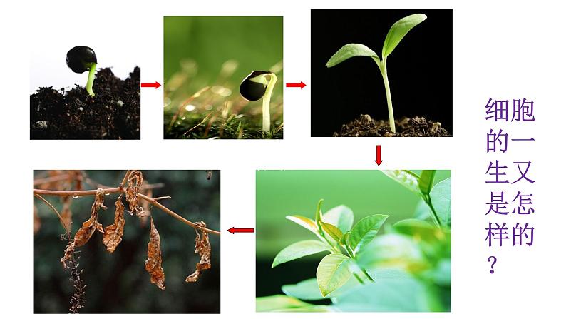 6.1细胞增殖 课件高中人教版生物必修一第1页