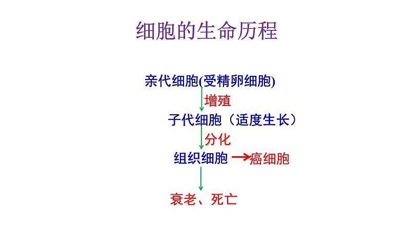 6.1细胞增殖 课件高中人教版生物必修一第2页