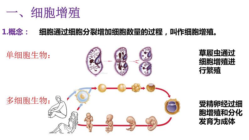 6.1细胞增殖 课件高中人教版生物必修一第8页