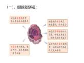 6.3细胞的衰老和凋亡 课件高中人教版生物必修一