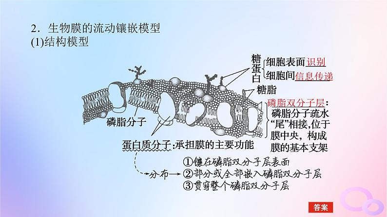 2024版新教材高考生物全程一轮总复习第二单元细胞的基本结构和物质运输功能课堂互动探究案1细胞膜与细胞核课件第7页