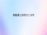 2024版新教材高考生物全程一轮总复习第二单元细胞的基本结构和物质运输功能课堂互动探究案2细胞器之间的分工合作课件