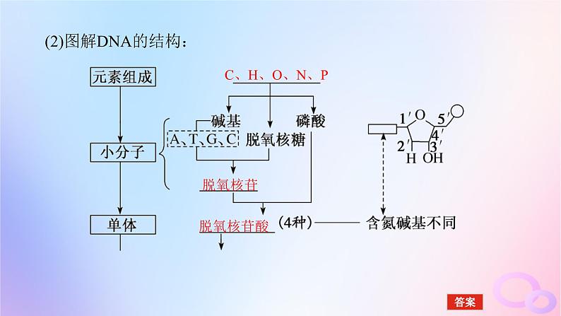 2024版新教材高考生物全程一轮总复习第六单元遗传的分子基础课堂互动探究案2DNA的结构复制及基因通常是有遗传效应的DNA片段课件06