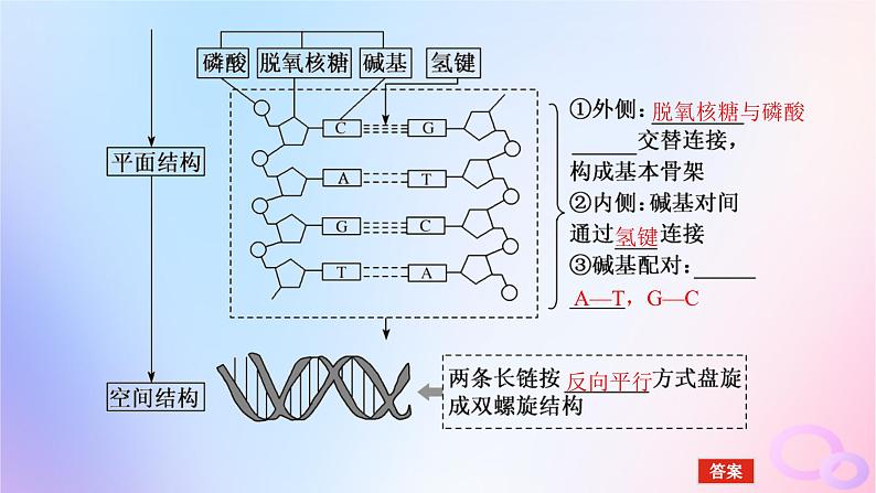 2024版新教材高考生物全程一轮总复习第六单元遗传的分子基础课堂互动探究案2DNA的结构复制及基因通常是有遗传效应的DNA片段课件07