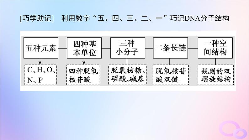 2024版新教材高考生物全程一轮总复习第六单元遗传的分子基础课堂互动探究案2DNA的结构复制及基因通常是有遗传效应的DNA片段课件08