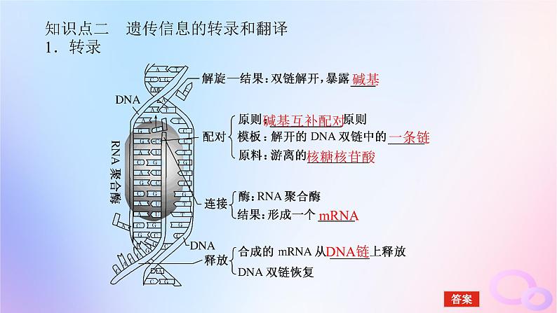 2024版新教材高考生物全程一轮总复习第六单元遗传的分子基础课堂互动探究案3基因指导蛋白质的合成及其与性状的关系课件07